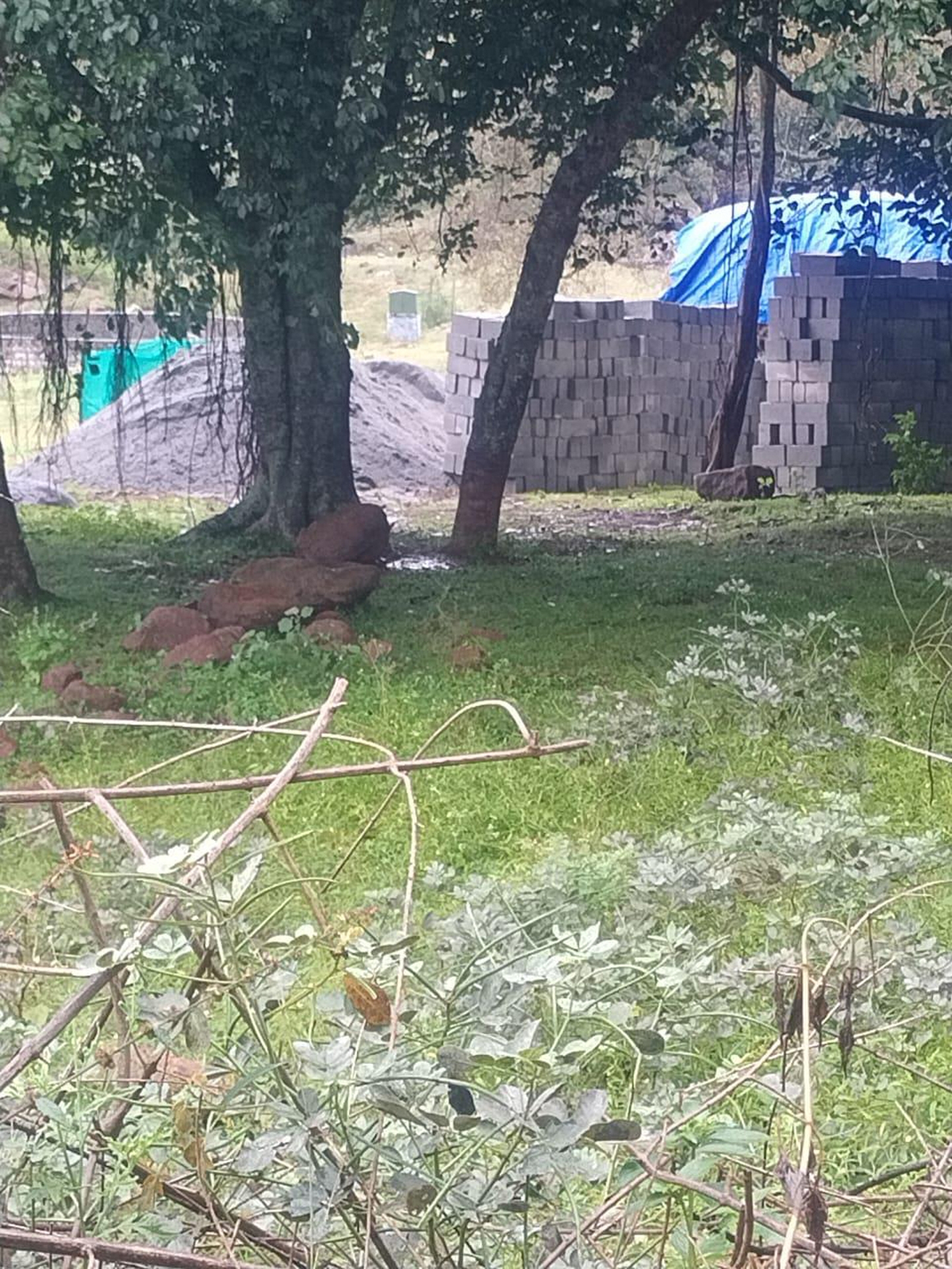 மரக்கன்றுகள் அகற்றம்