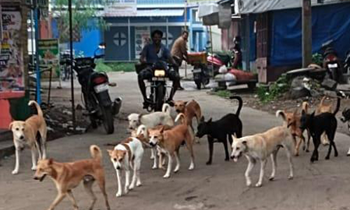 நாய்கள் தொல்லை நாய்கள் தொல்லை