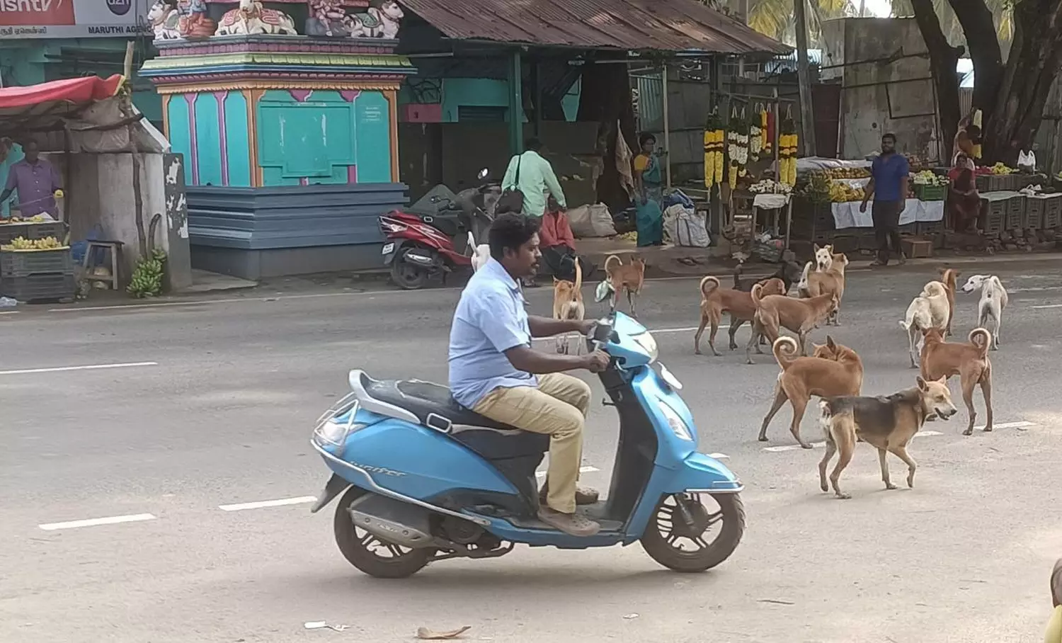 நாய்களை பிடிக்க வேண்டும் நாய்களை பிடிக்க வேண்டும்