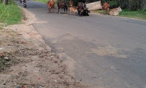 கால்நடைகளால் இடையூறு கால்நடைகளால் இடையூறு