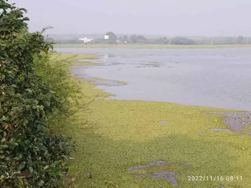 ஏரியை ஆக்கிரமித்துள்ள ஆகாயத் தாமரைகள்.
