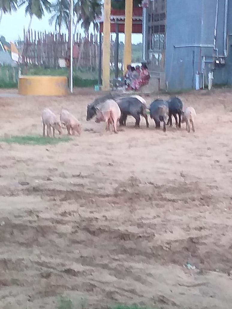 பன்றிகள் தொல்லை பன்றிகள் தொல்லை