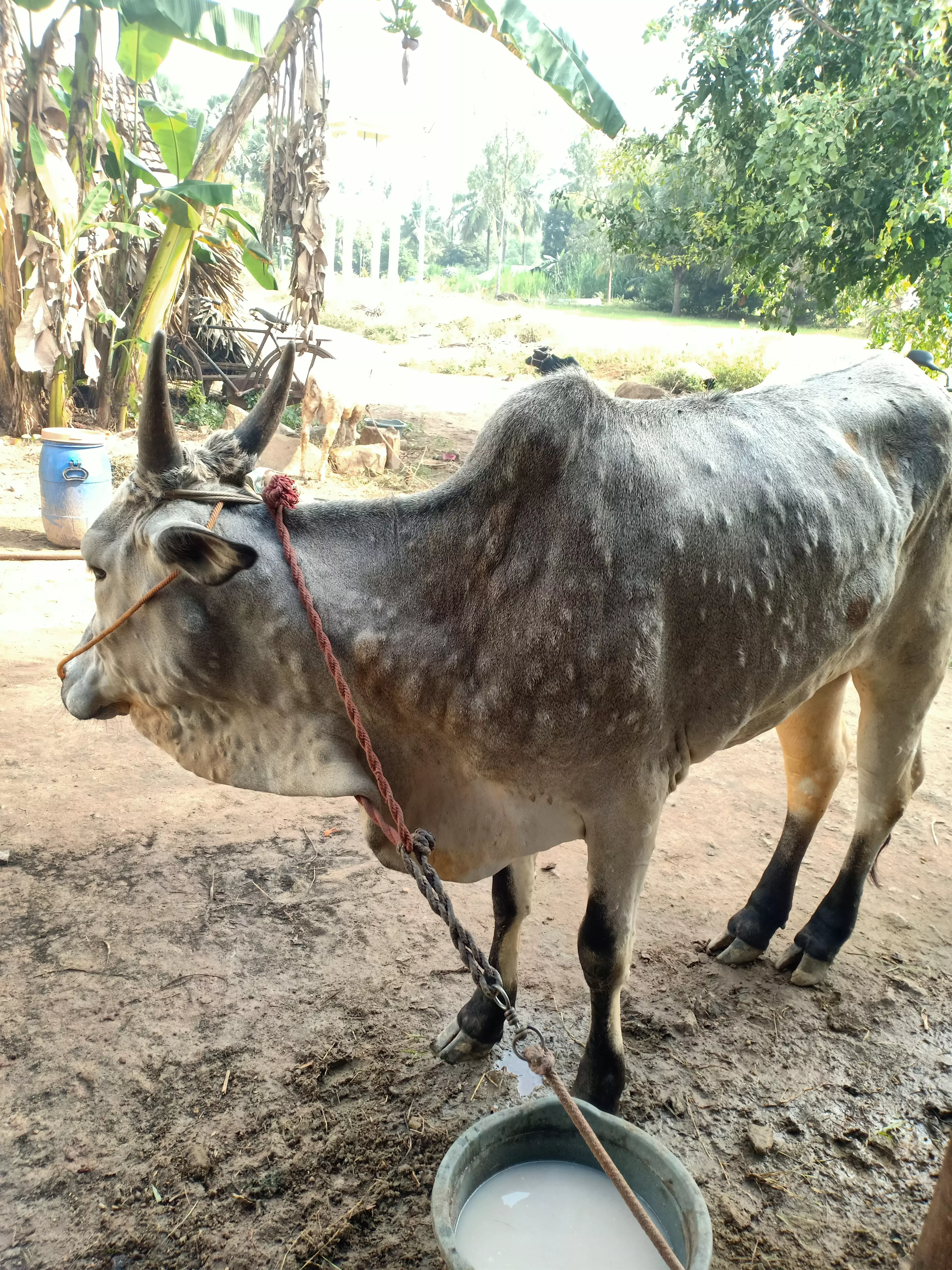 கால்நடைகளுக்கு மருத்துவம் அவசியம் கால்நடைகளுக்கு மருத்துவம் அவசியம்
