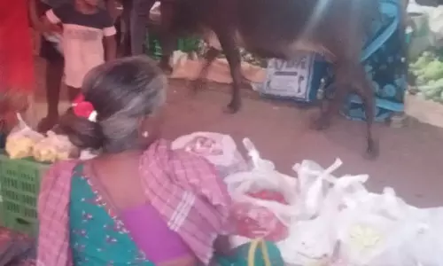 சந்தையில் சுற்றித்திரியும் கால்நடைகள் சந்தையில் சுற்றித்திரியும் கால்நடைகள்