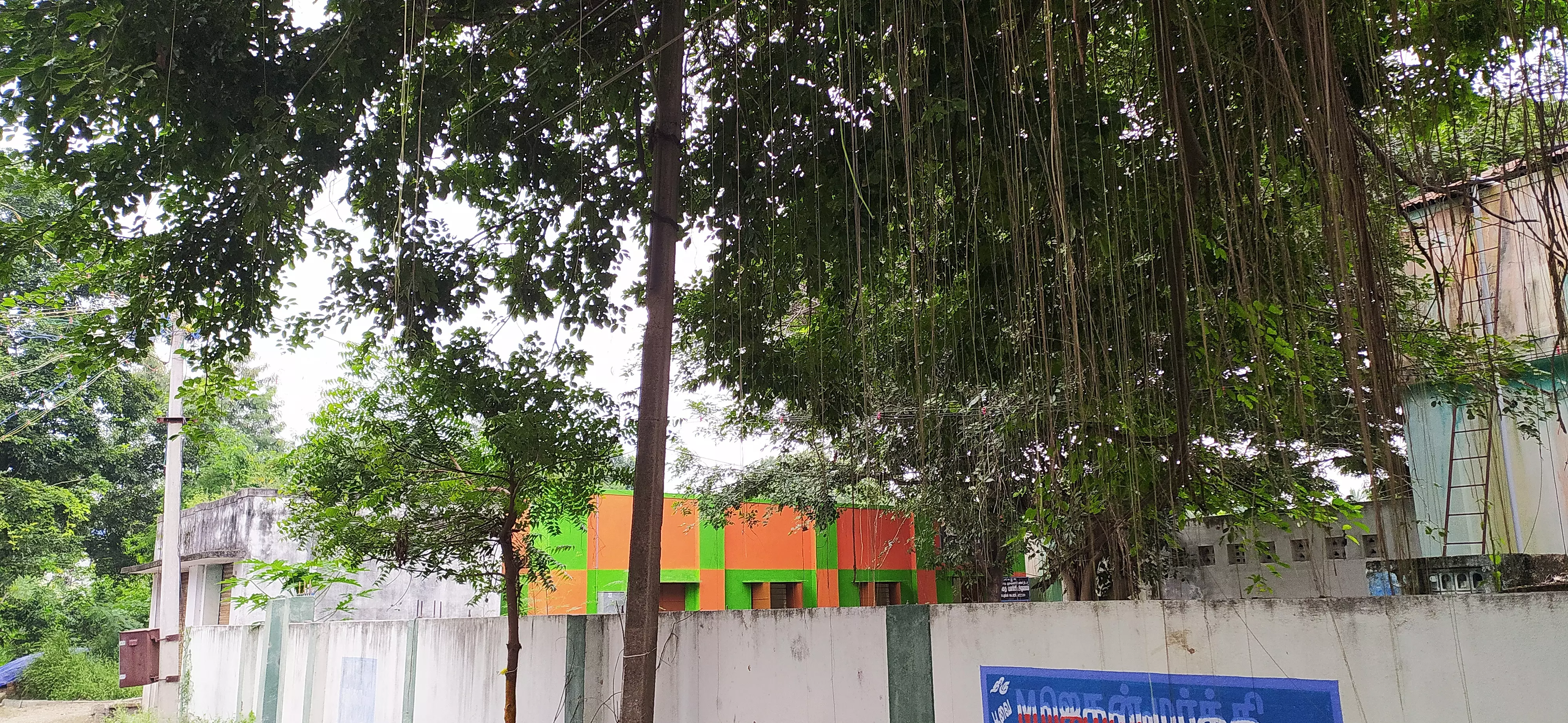 மின்கம்பி அருகில் தொங்கும் விழுதுகளால் ஆபத்து