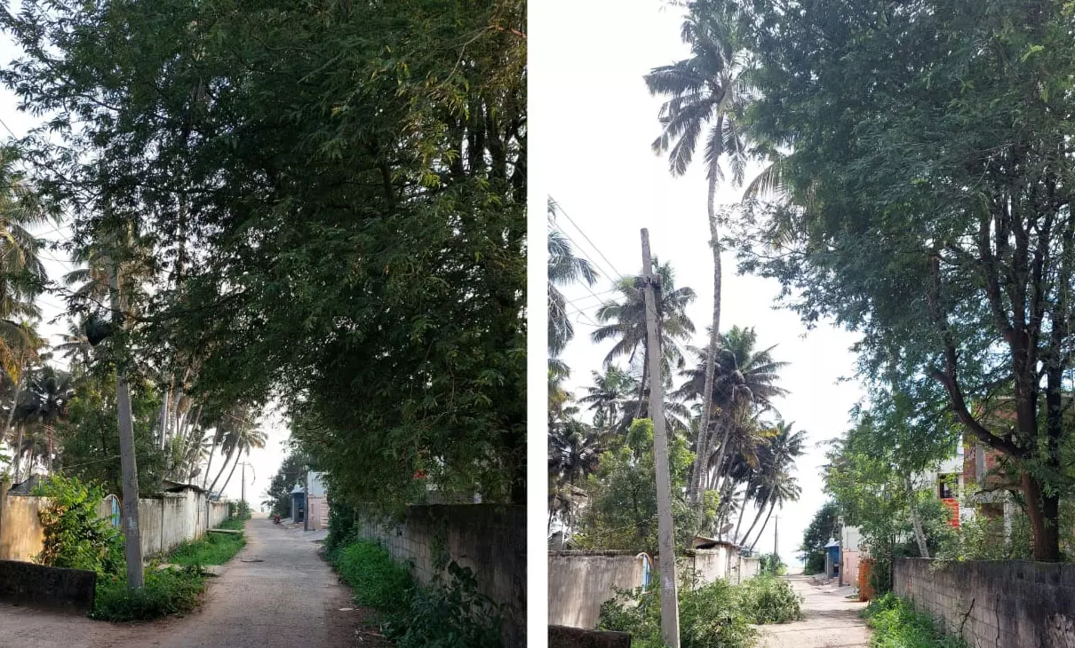 மரக்கிளை அகற்றப்பட்டது