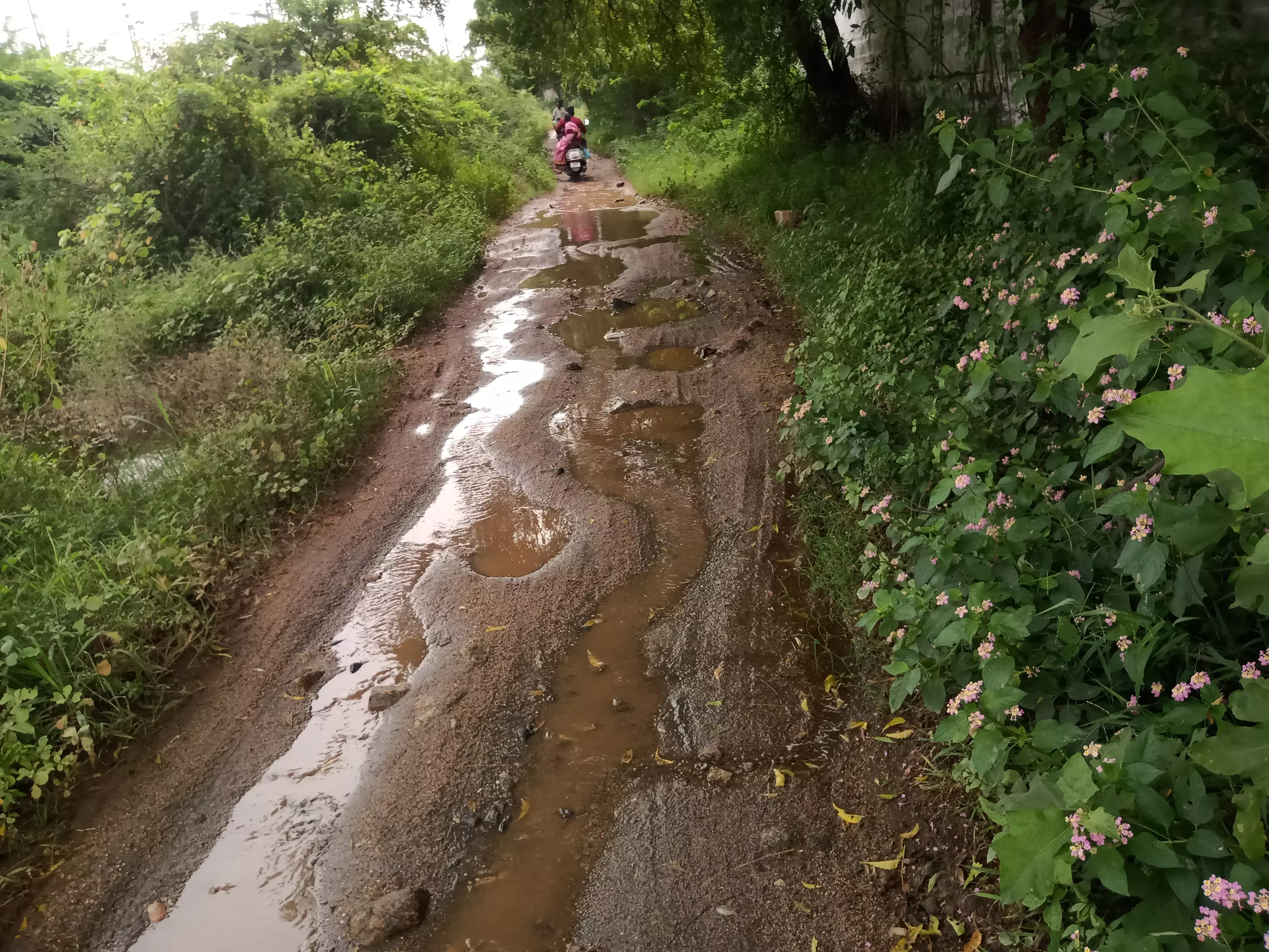 சேறும், சகதியுமான சாலை சேறும், சகதியுமான சாலை