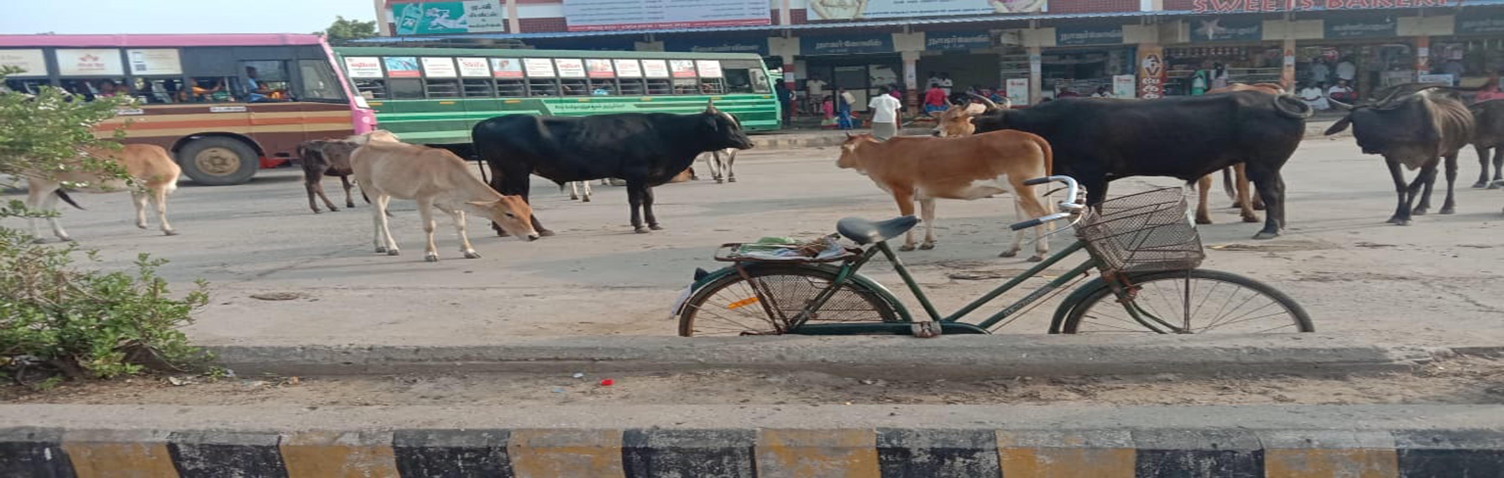பஸ் நிலையத்தில் சுற்றி திரியும் மாடுகள் பஸ் நிலையத்தில் சுற்றி திரியும் மாடுகள்