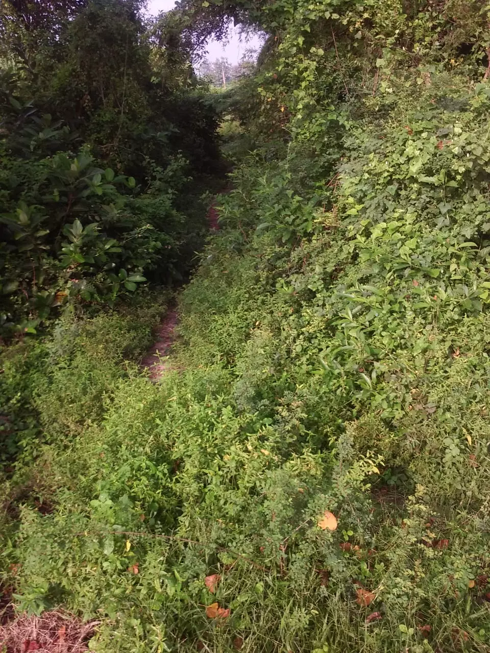 வடிகால் ஆக்கிரமிப்பு