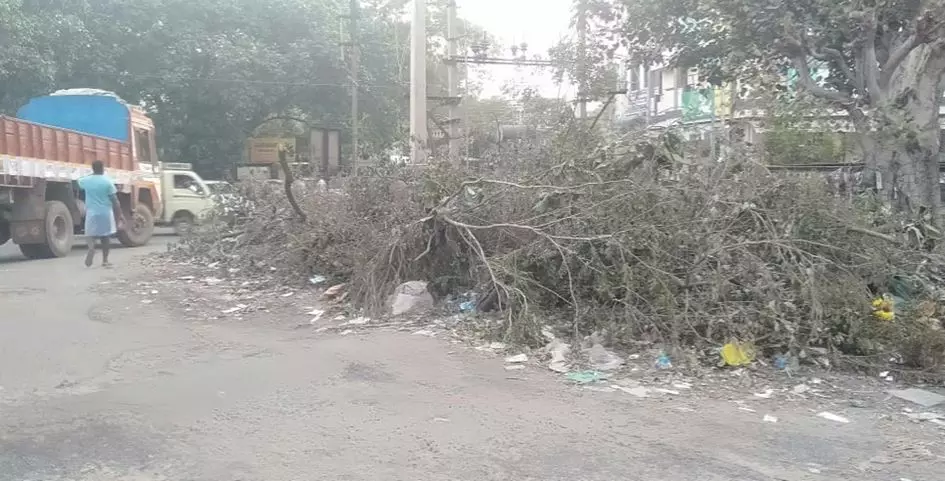 சாலை ஓரத்தில் மரக்கிளைகள்