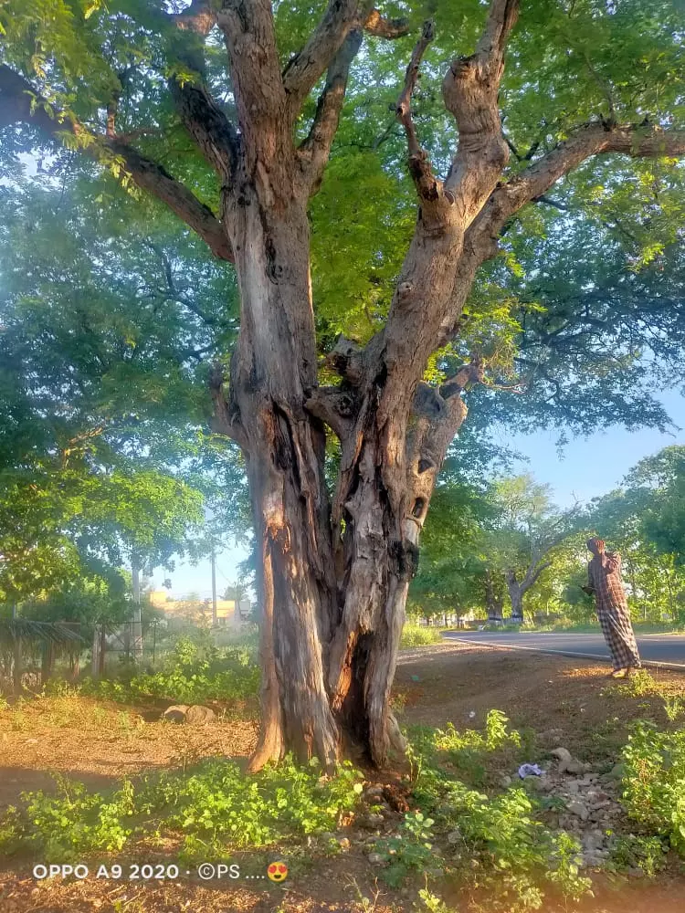 பட்டுப்போன புளியமரம் பட்டுப்போன புளியமரம்