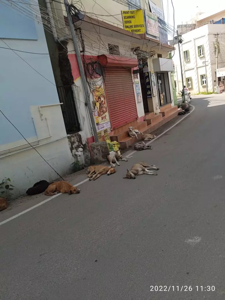 அச்சுறுத்தும் நாய்கள் அச்சுறுத்தும் நாய்கள்