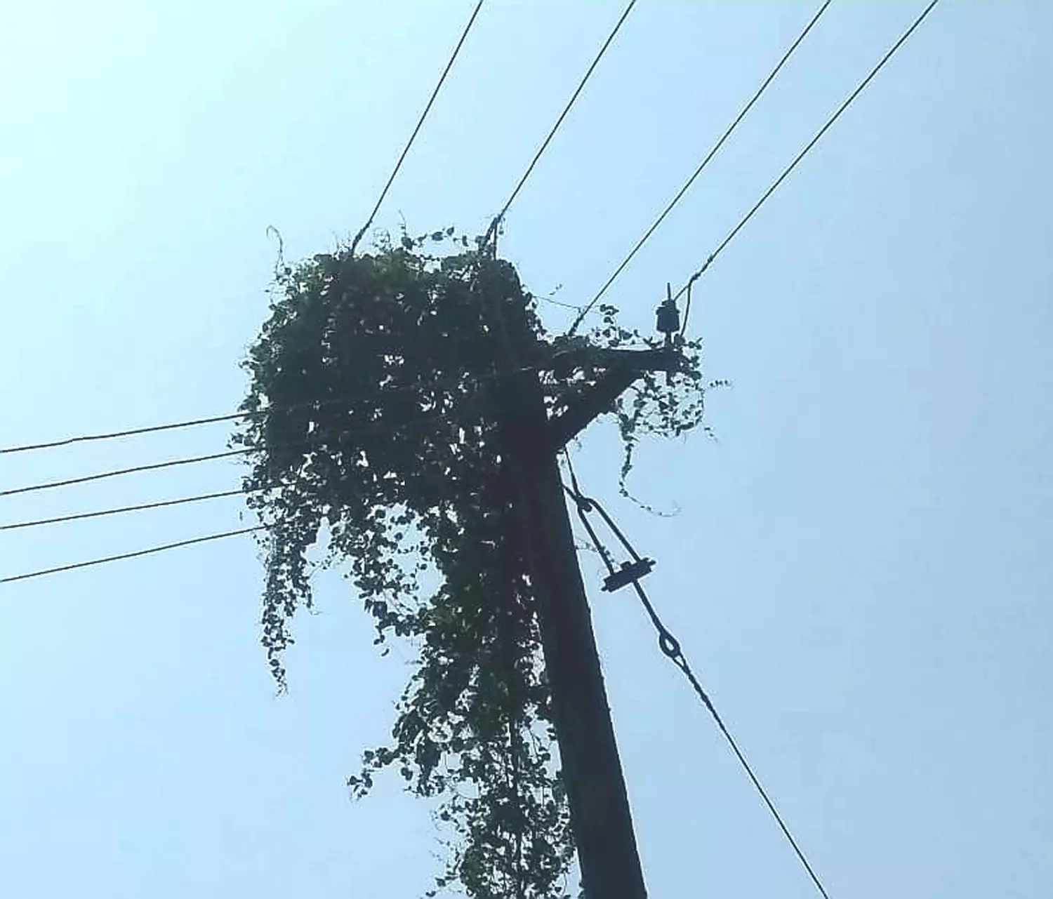 மின்கம்பத்தில் படர்ந்த கொடிகள் மின்கம்பத்தில் படர்ந்த கொடிகள்