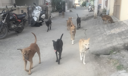 தெருநாய்களால் விபத்து