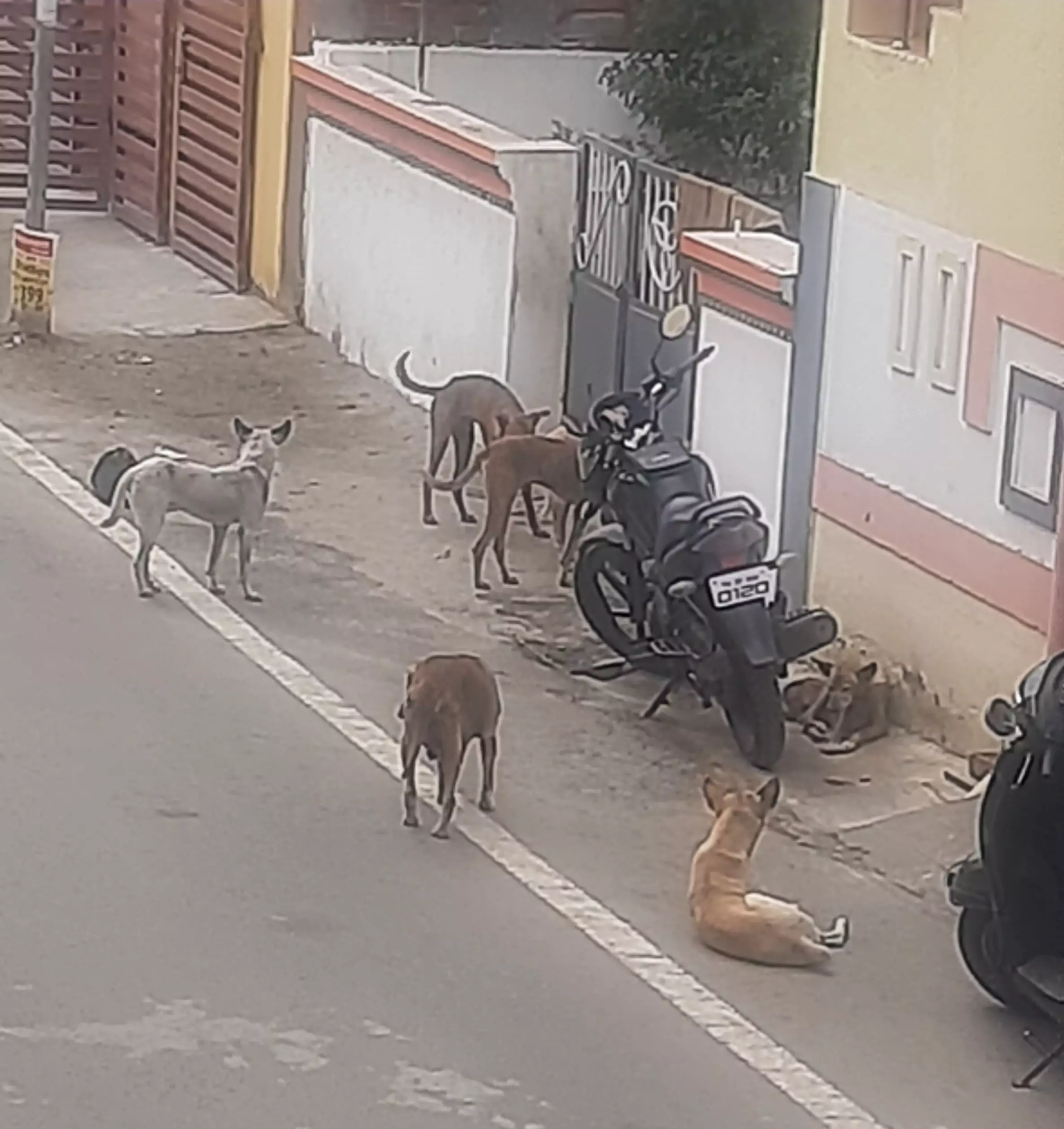 தெருநாய்கள் தொல்லை தெருநாய்கள் தொல்லை