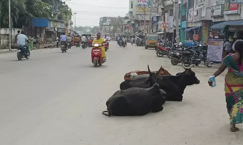 மாடுகள் தொல்லை