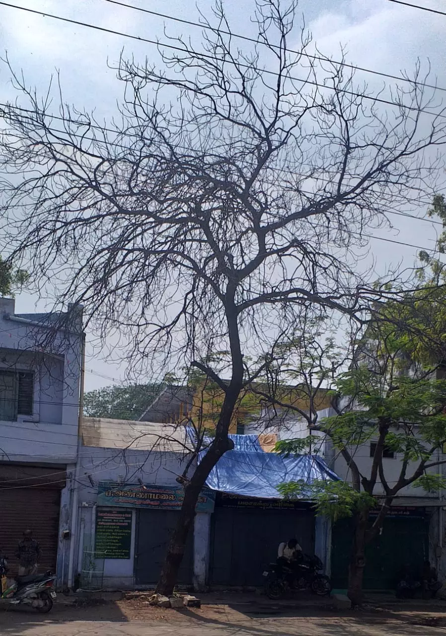 ஆபத்தான மரம் அகற்றப்படுமா? ஆபத்தான மரம் அகற்றப்படுமா?