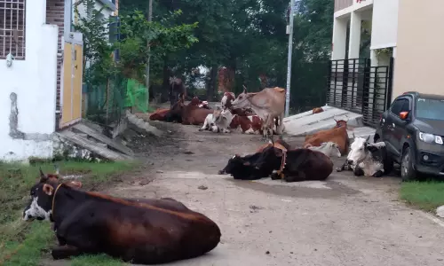 சாலையை ஆக்கிரமித்த கால்நடைகள் சாலையை ஆக்கிரமித்த கால்நடைகள்