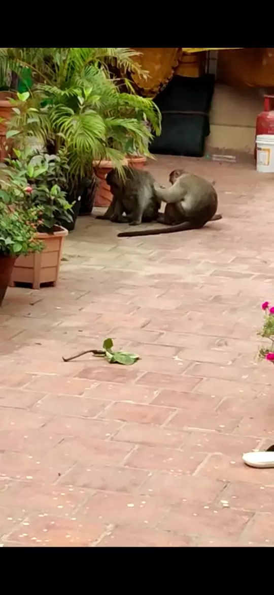 குரங்குகள் தொல்லை