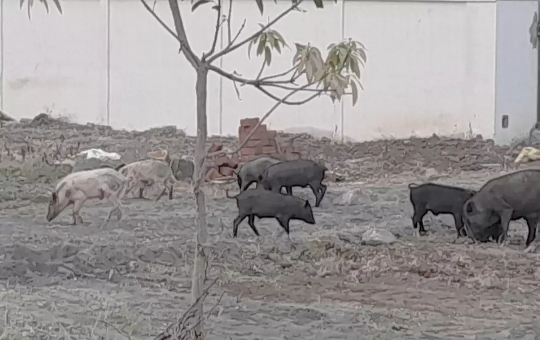 பன்றிகளால் சுகாதார சீர்கேடு