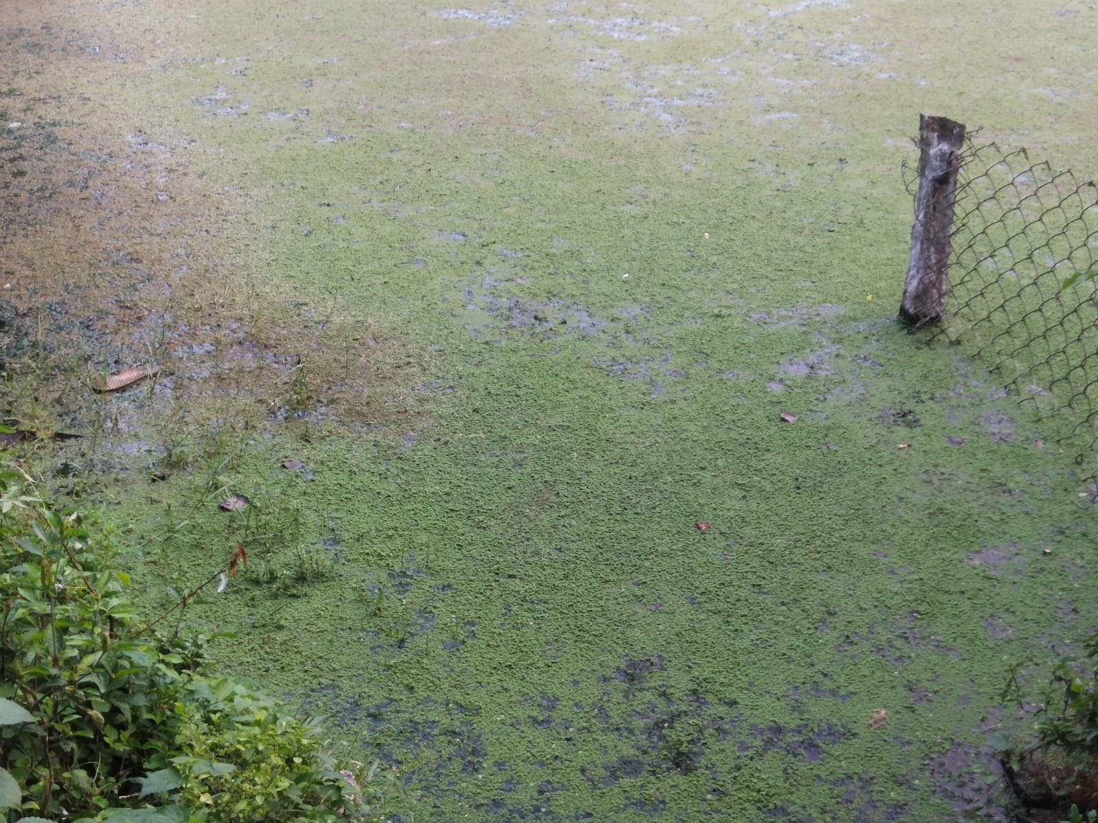 பாசி படர்ந்த குளம் பாசி படர்ந்த குளம்