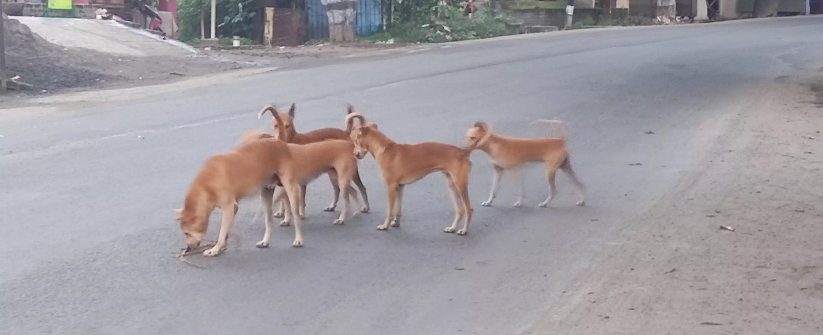 நாய்கள் தொல்லை நாய்கள் தொல்லை