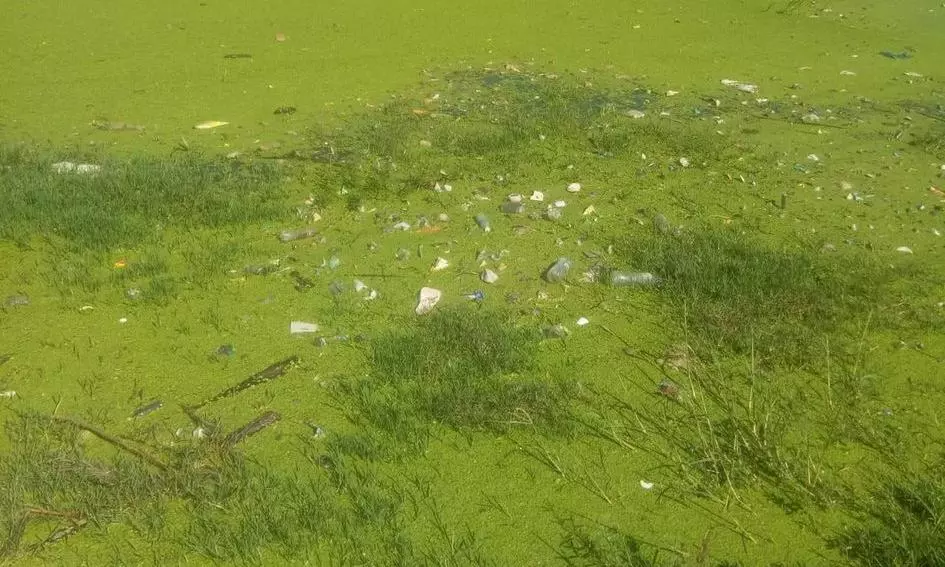 குளத்தில் கலக்கும் கழிவுநீர்