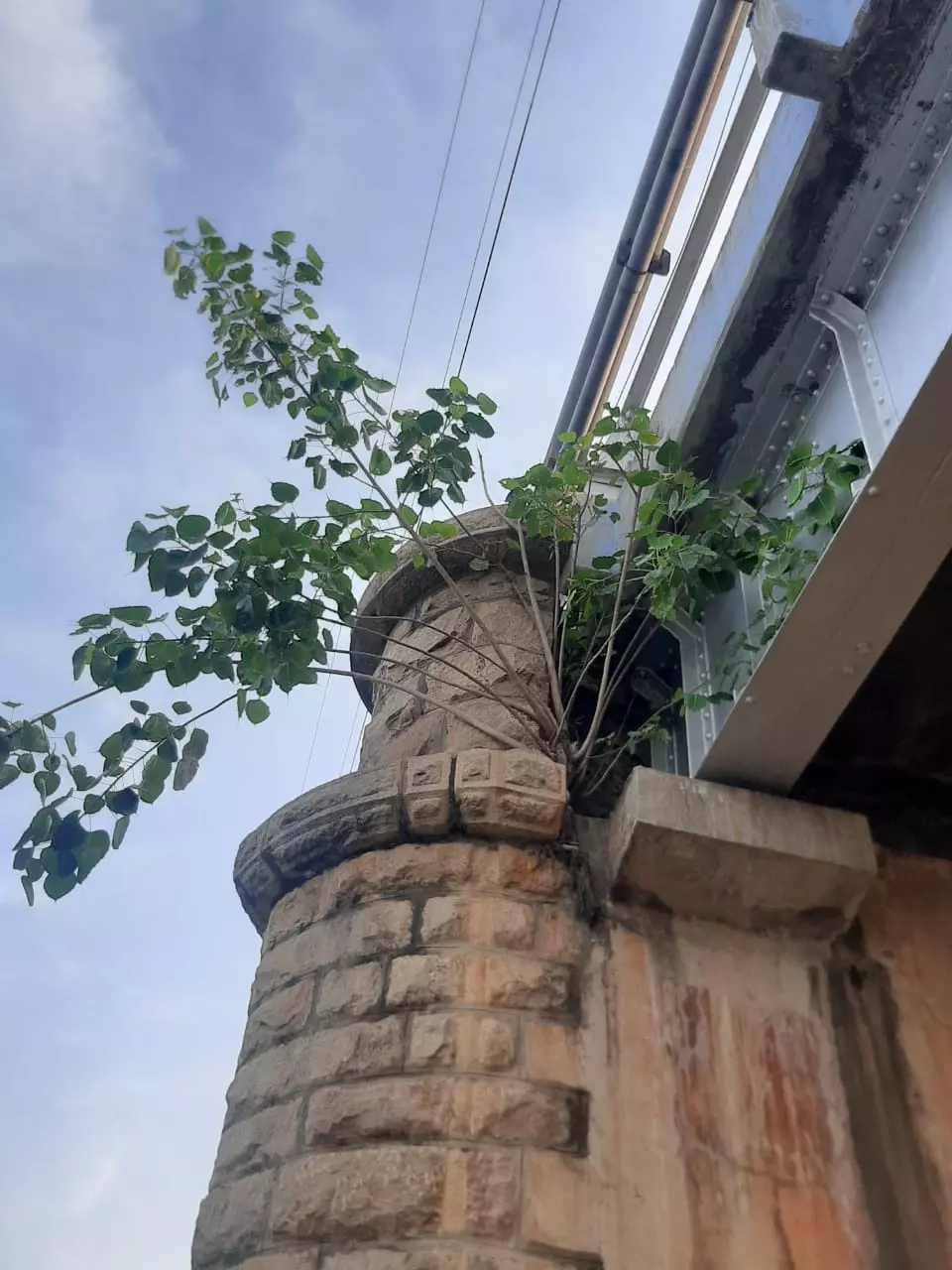 பாலத்தில் முளைத்த மரக்கன்றுகள்