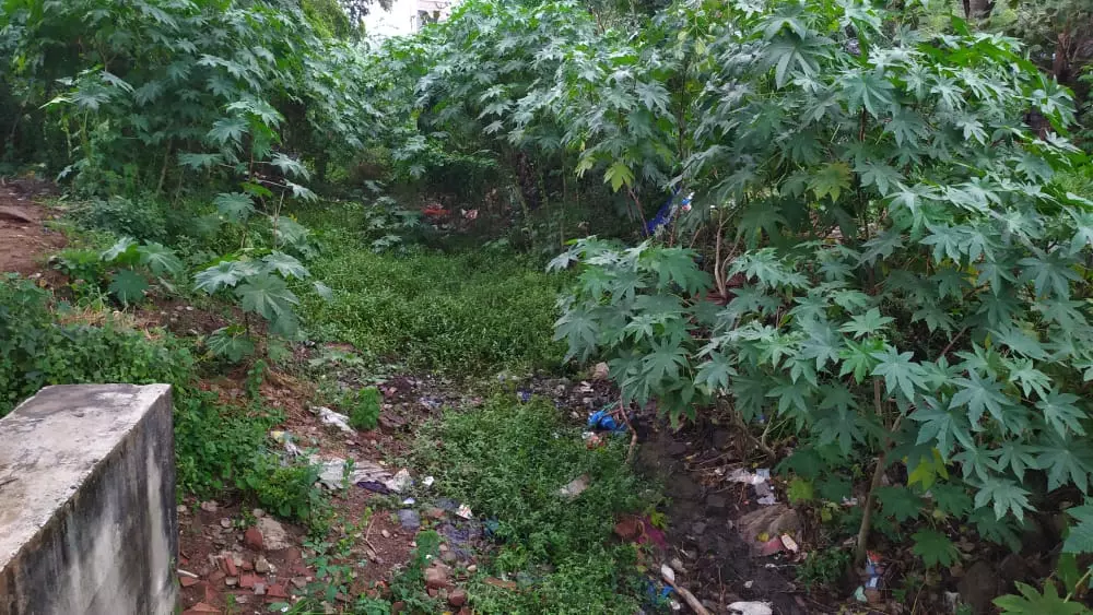 வாய்க்கால் தூர்வாரப்படுமா? வாய்க்கால் தூர்வாரப்படுமா?