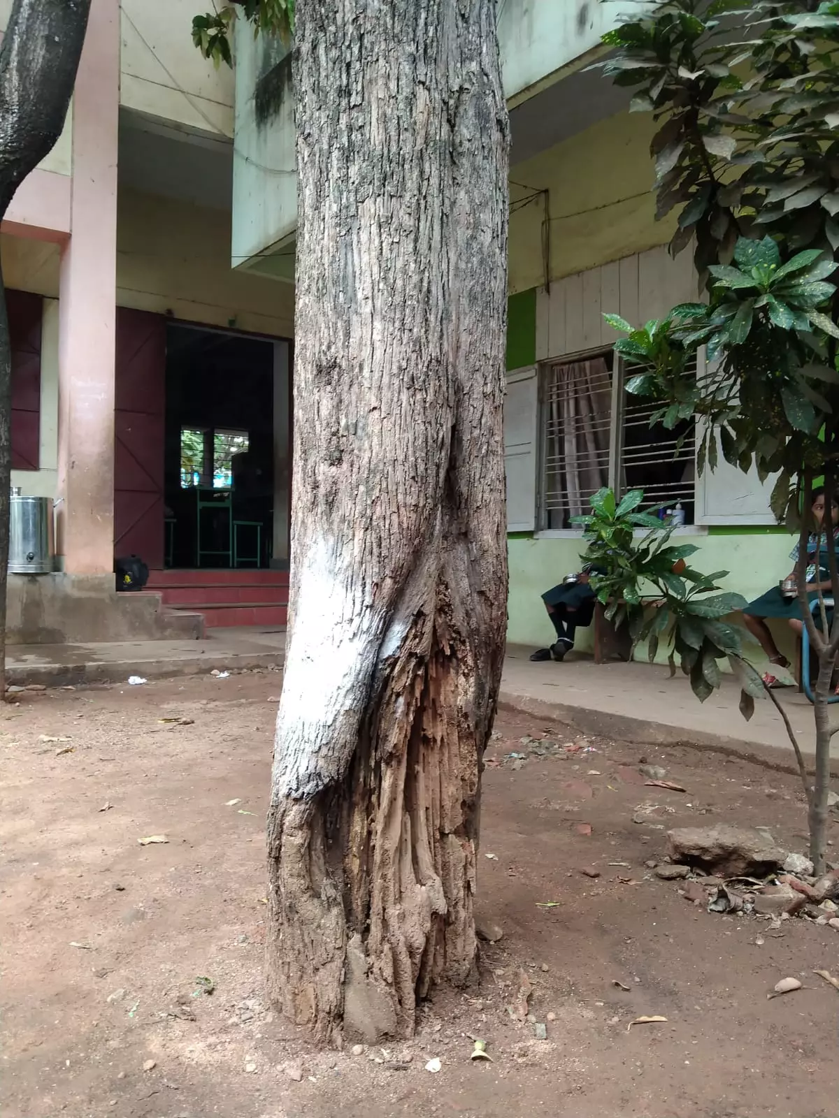 மரத்தை அப்புறப்படுத்த வேண்டும் மரத்தை அப்புறப்படுத்த வேண்டும்