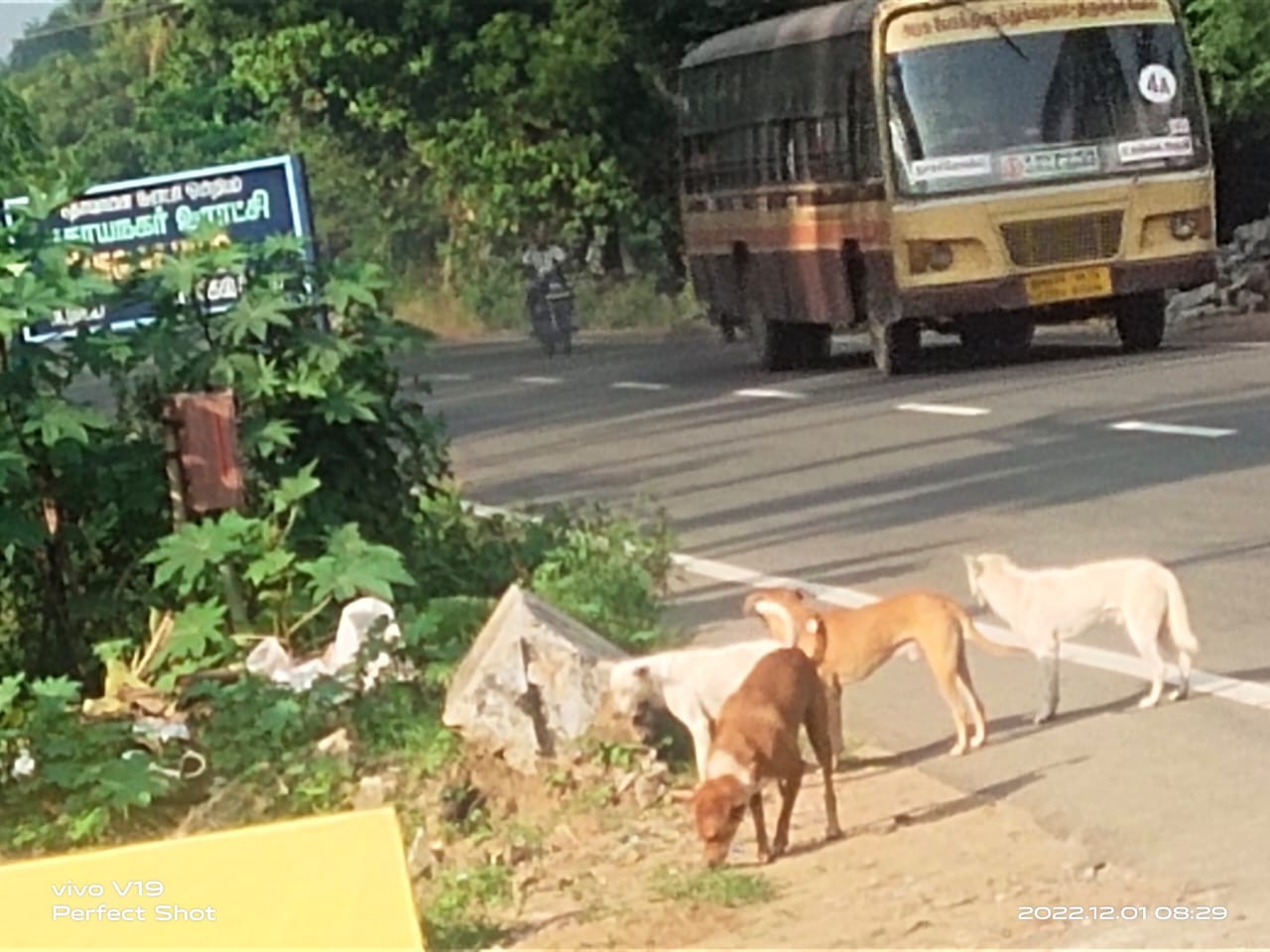 தெருநாய்கள் தொல்லை