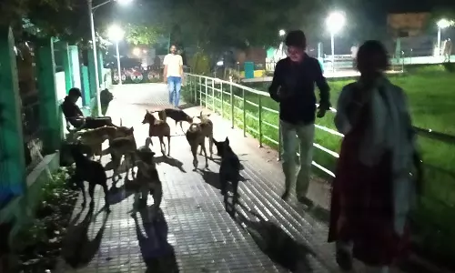 நாய்களால் இடையூறு நாய்களால் இடையூறு