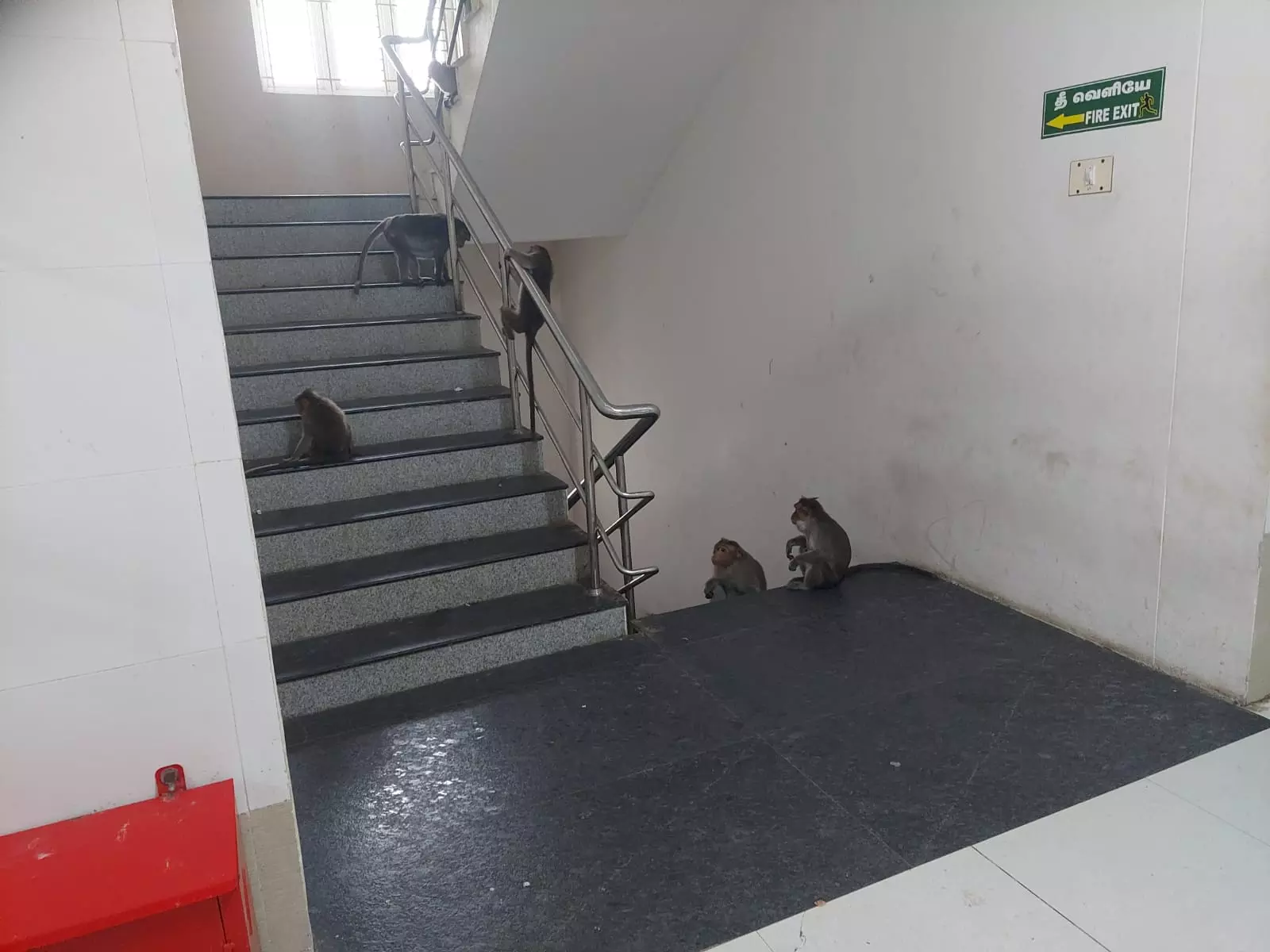 குரங்குகள் அட்டூழியம்