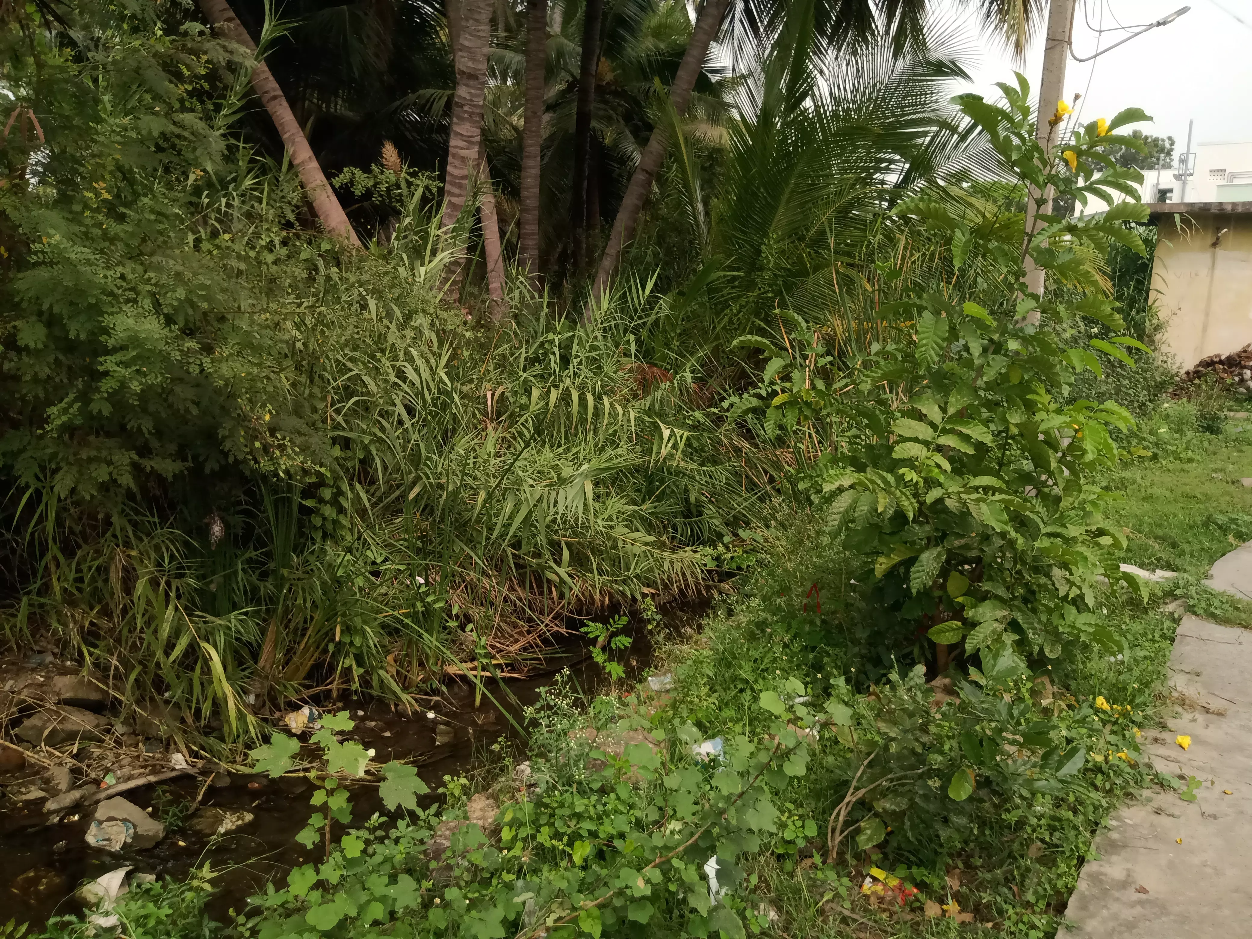 கால்வாயில் முளைத்துள்ள செடி-கொடிகள் கால்வாயில் முளைத்துள்ள செடி-கொடிகள்