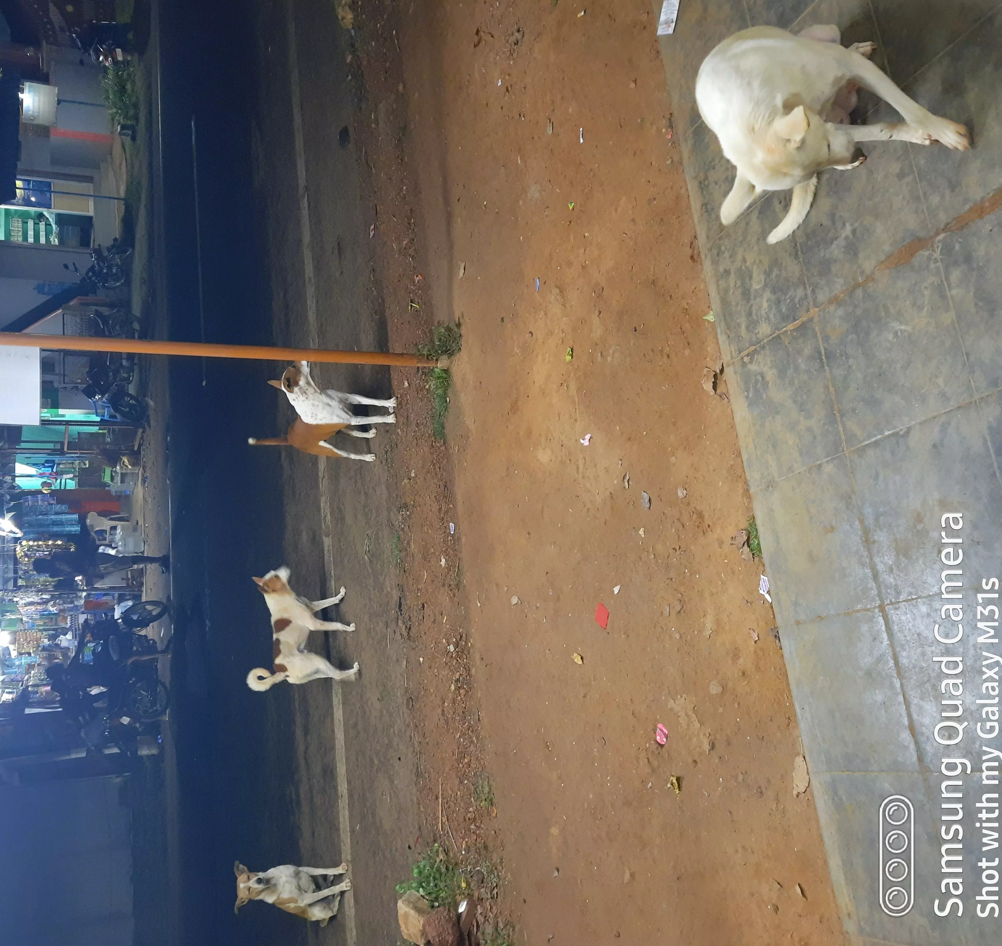 நாய்கள் தொல்லை நாய்கள் தொல்லை