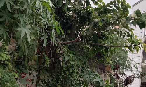 மின்வழிப்பாதையில் மரங்களல் இடையூறு மின்வழிப்பாதையில் மரங்களல் இடையூறு