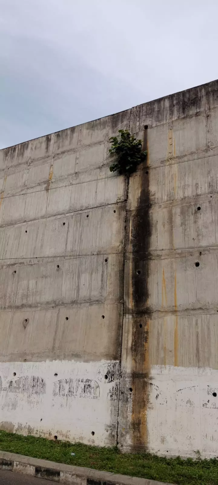 பாலத்தில் வளரும் ஆலமரம்