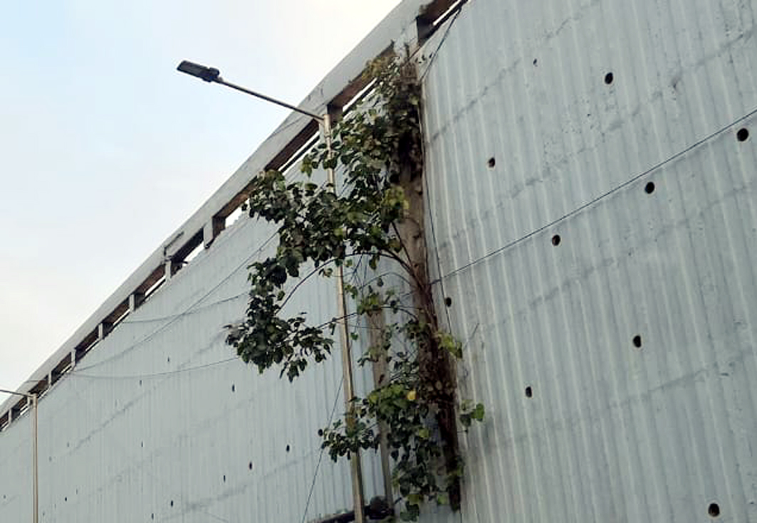 மேம்பால சுவரில் வளரும் மரம் வெட்டப்படுமா?