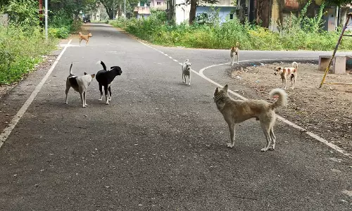 தெருநாய்கள் தொல்லை தெருநாய்கள் தொல்லை