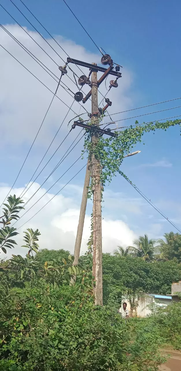 மின்கம்பத்தை சூழ்ந்த செடி-கொடிகள் மின்கம்பத்தை சூழ்ந்த செடி-கொடிகள்