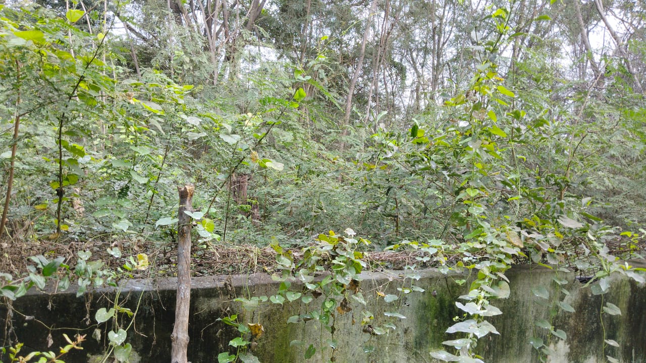 காடுபோல் காட்சி அளிக்கும் துணை மின் நிலையம்