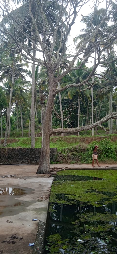 மரம் அகற்றப்படுமா?