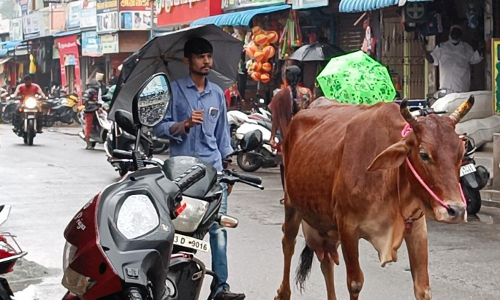 மாடுகள் தொல்லை மாடுகள் தொல்லை