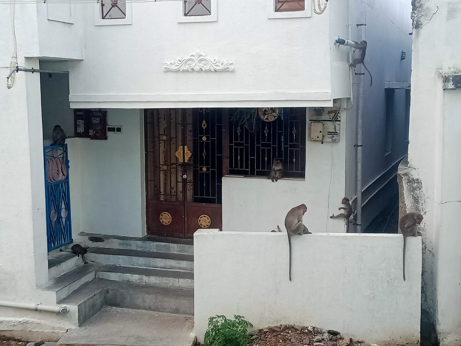 குரங்குகள் தொல்லை குரங்குகள் தொல்லை