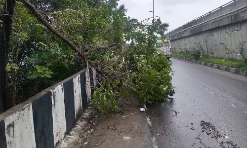 அகற்றப்படாத மரம் அகற்றப்படாத மரம்