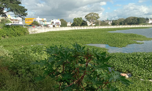 ஏரியை ஆக்கிரமித்த ஆகாயத்தாமரை