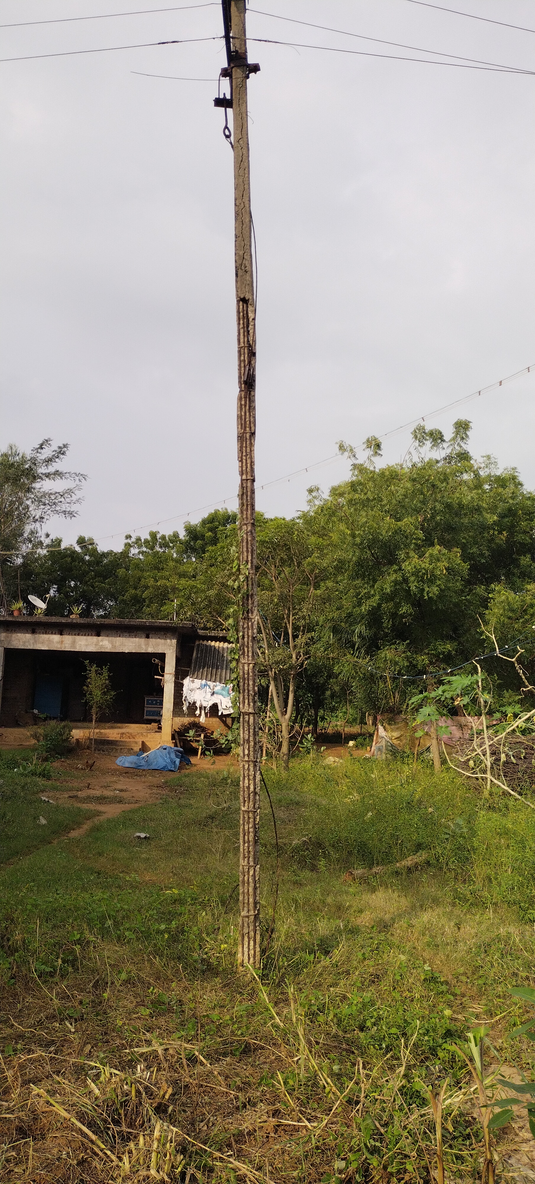 எலும்பு கூடான மின்கம்பம்