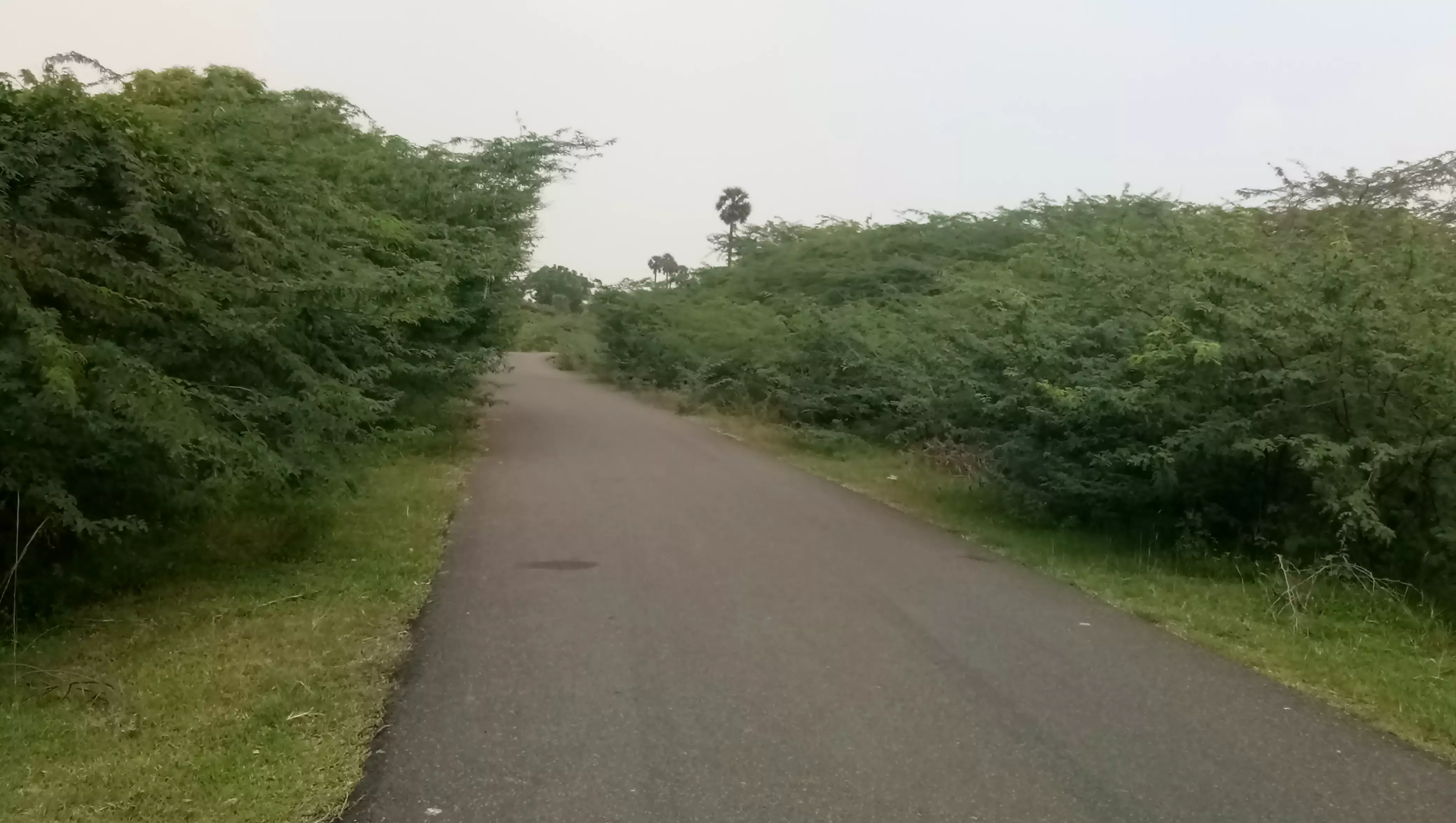 வாகன ஓட்டிகளை பதம்பார்க்கும் சீமைக்கருவேல முள் வாகன ஓட்டிகளை பதம்பார்க்கும் சீமைக்கருவேல முள்