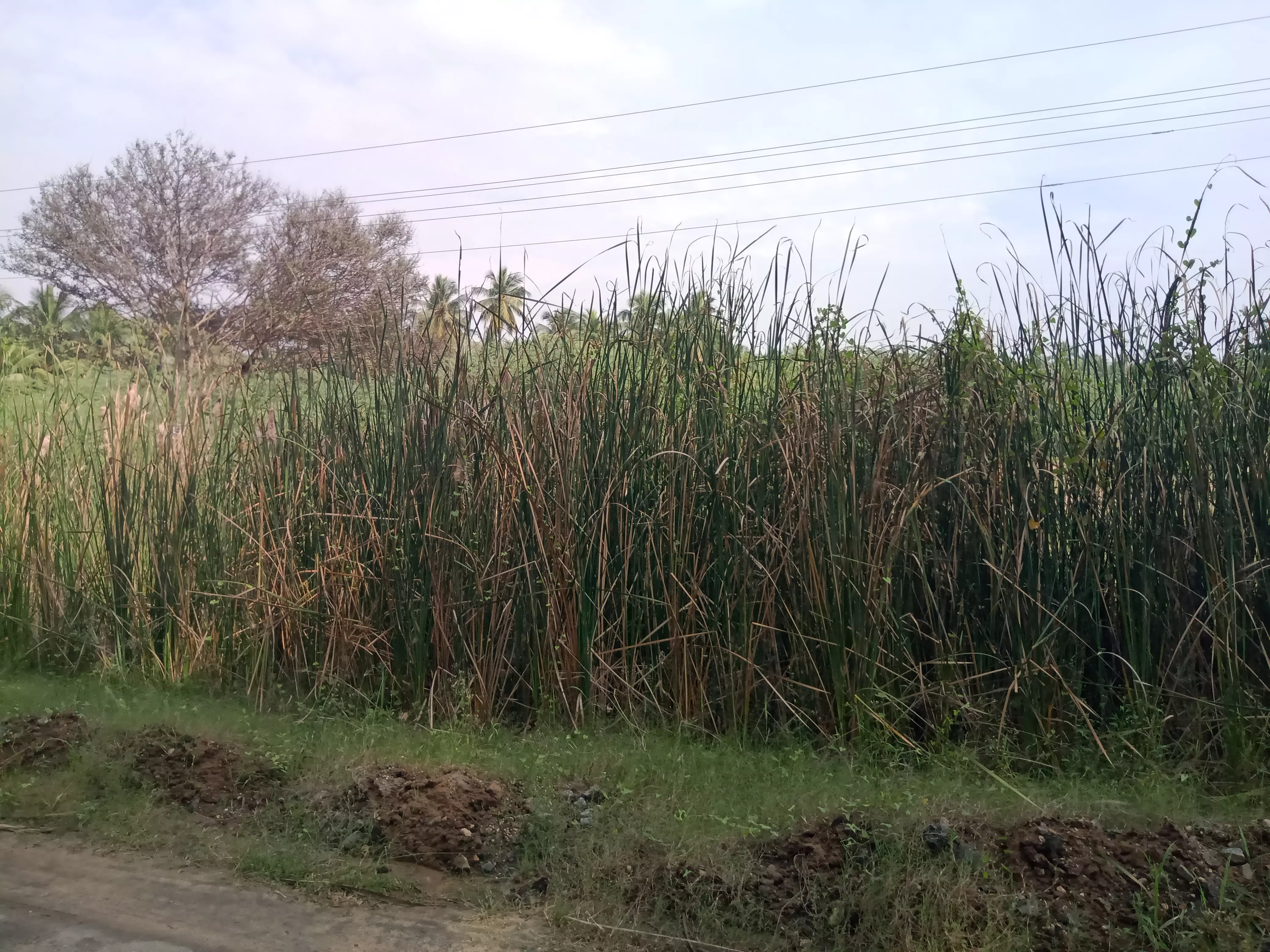 தூர்வாரப்படாத கால்வாய்