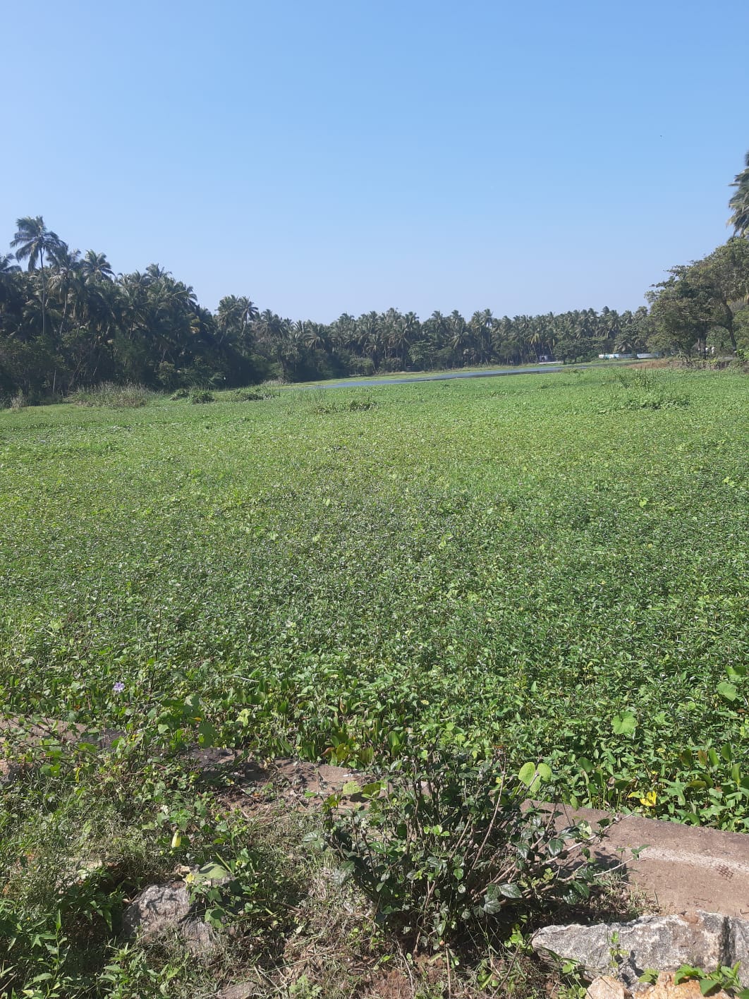 ஆகாய தாமரை அகற்றப்படுமா?